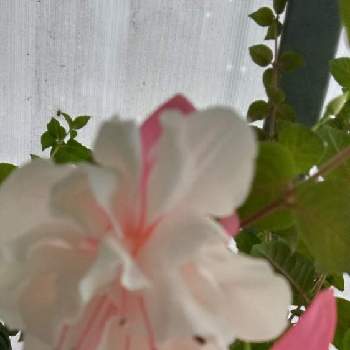 ピンクのの画像 by ヒロンさん | お出かけ先とフクシアとアの付く植物と白とピンクとピンクのとピンクワールドとパルシェ香りの館とピンクのお花とフクシア♡とフクシアの花とピンクハンター