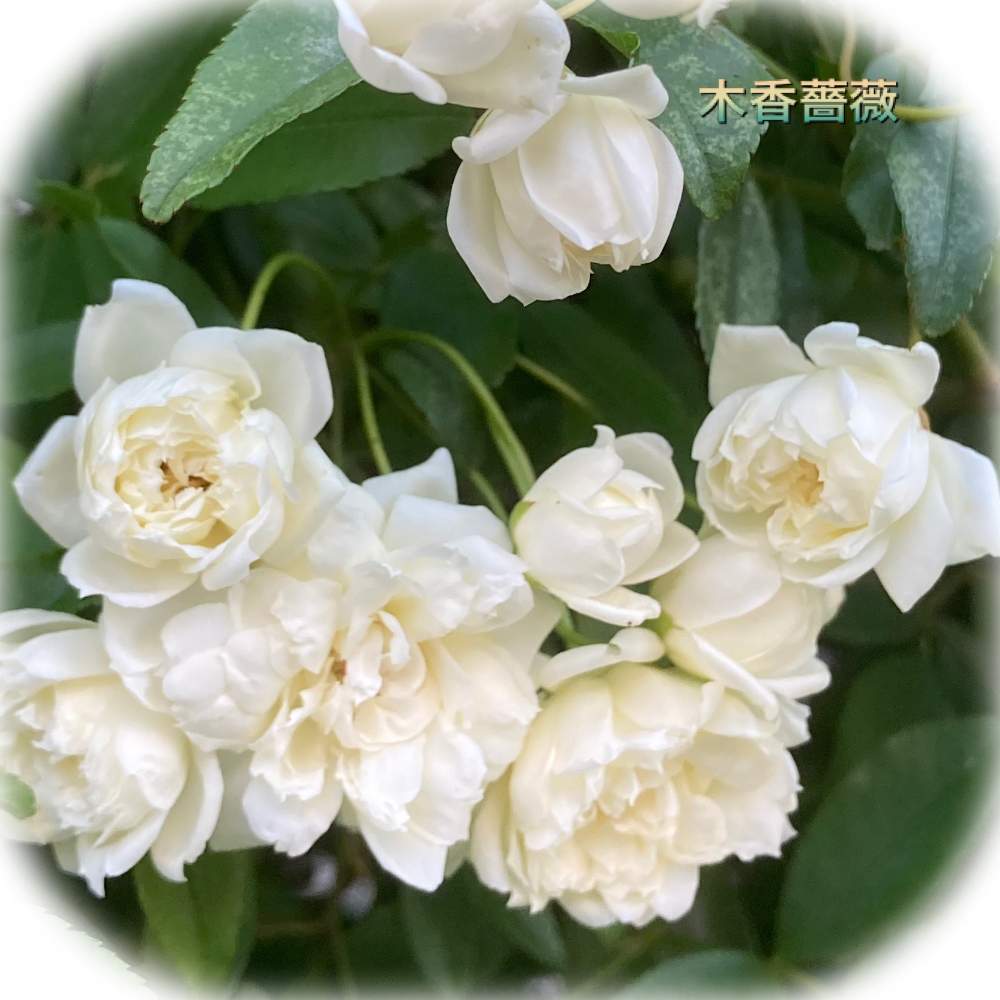 花木の投稿画像 By セスさん 白い花と春のお花と香る花 21月4月24日 Greensnap グリーンスナップ