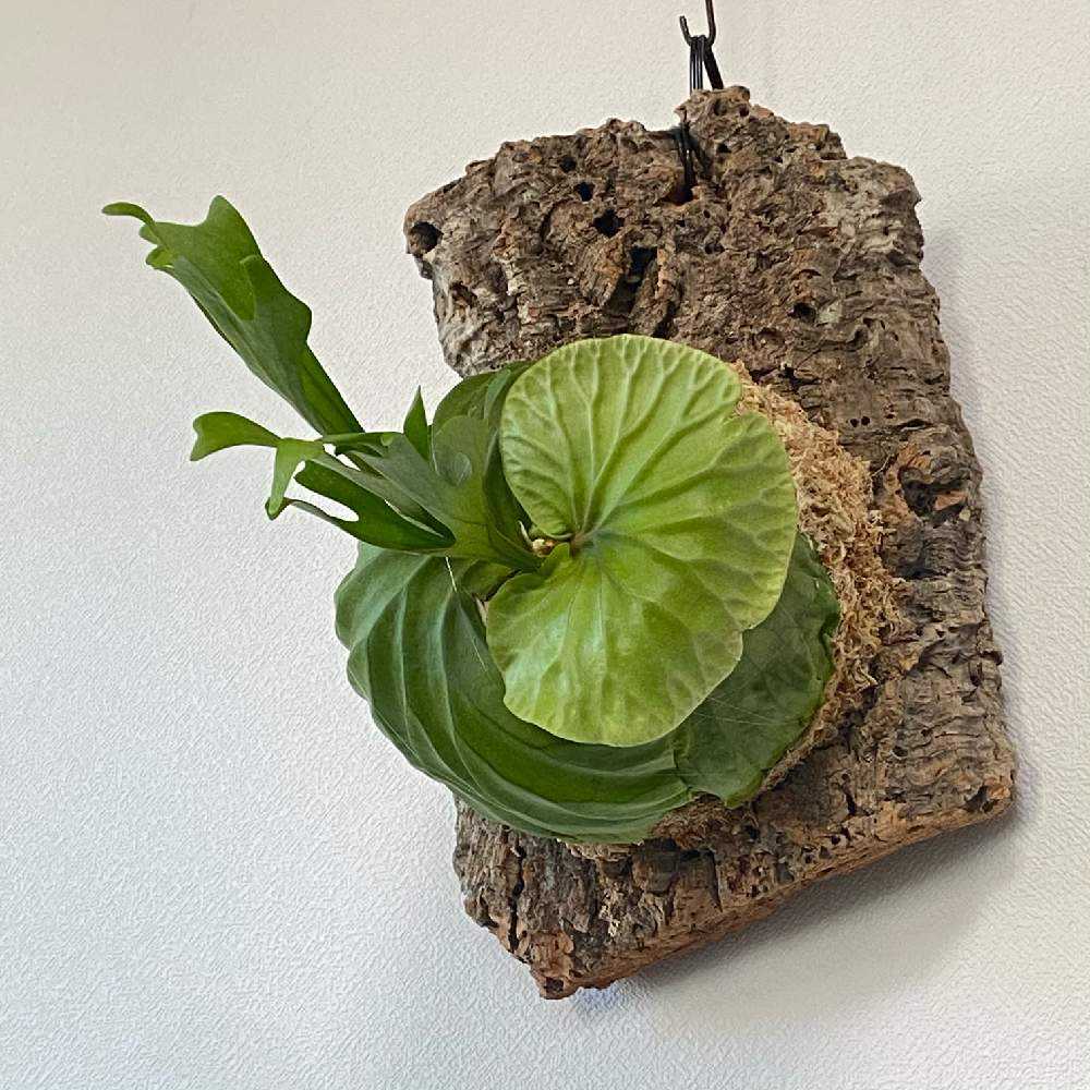 P. ridleyi 胞子培養 成長記録 2023.8.5 🔚🔚🔚｜🍀GreenSnap