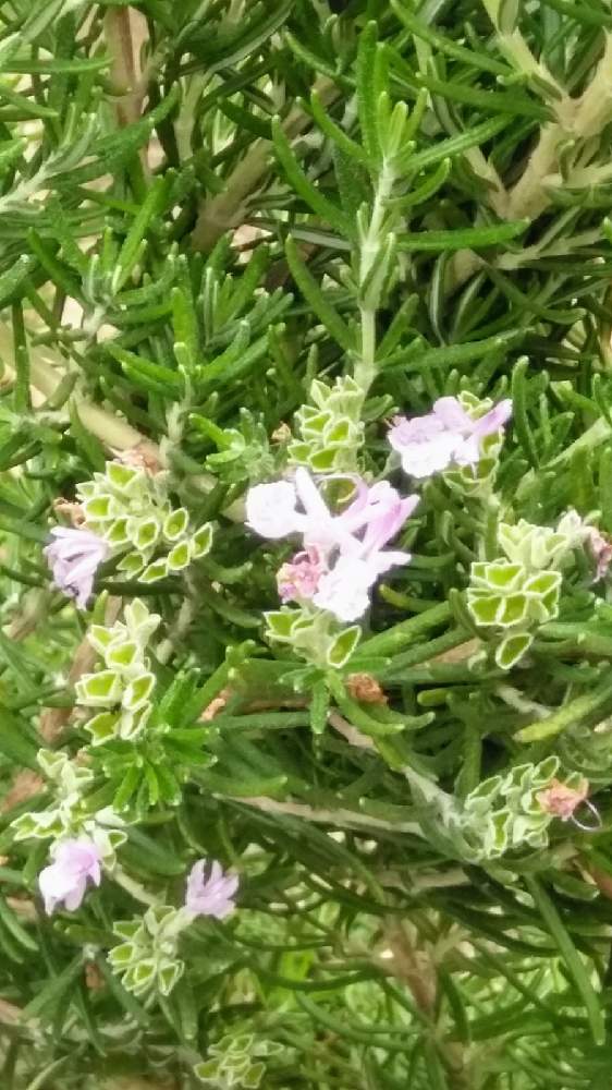 ローズマリーの投稿画像 By 今日子さん シソ科と地中海沿岸原産とハーブと常緑低木と医療現場の人々に感謝と花のある暮らしとマンネンロウ属と立ち性とチーム愛知と地植え 21月4月24日 Greensnap グリーンスナップ