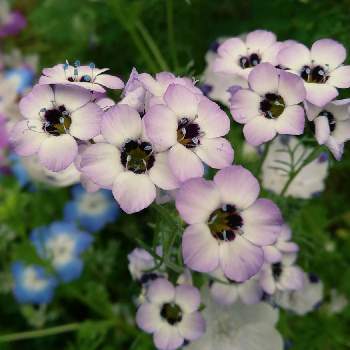 ギリア トリコロールの投稿画像一覧 Greensnap グリーンスナップ