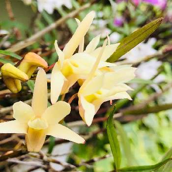 石斛の投稿画像一覧 Greensnap グリーンスナップ