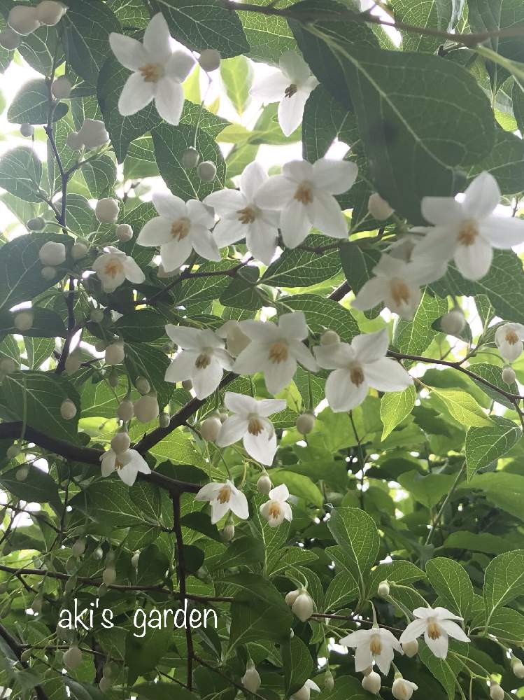 エゴノキの投稿画像 By あきさんさん 白い花と花のある暮らしと実のなる木と植中毒 21月4月24日 Greensnap グリーンスナップ