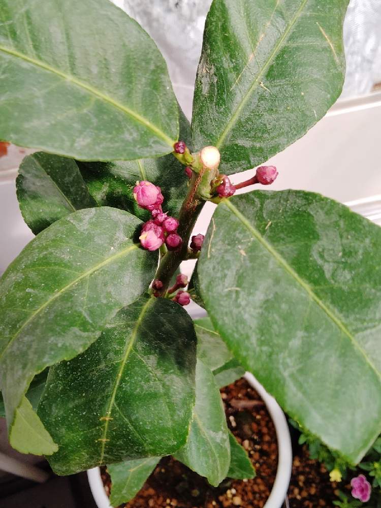 レモンの投稿画像 By りょくさん リスボンレモンとトゲなしレモン 21月4月24日 Greensnap グリーンスナップ