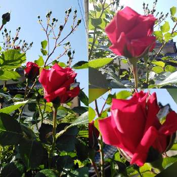 蔓薔薇aの投稿画像一覧 Greensnap グリーンスナップ 蔓薔薇aの投稿画像一覧 Greensnap グリーンスナップ