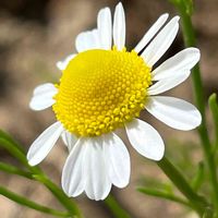 カモミール,ハーブ,花壇,ガーデニング,山野草の画像