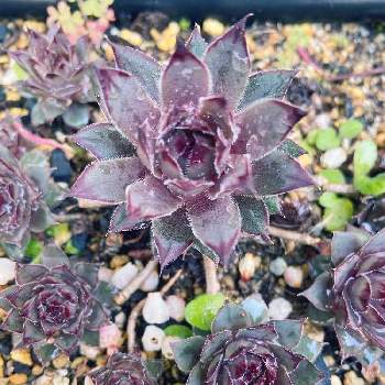 センペルビウム ブルーボーイの投稿画像一覧 Greensnap グリーンスナップ