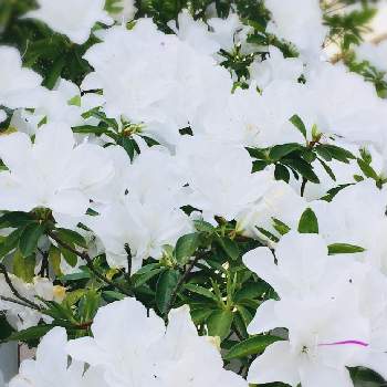 シロツツジの画像 by アラモアナ+++さん | お出かけ先とツツジとシロツツジと4月なのに初夏とGSでのご縁に感謝してと純白が好きと花のある暮らしとGS植物うちなーぐち会
