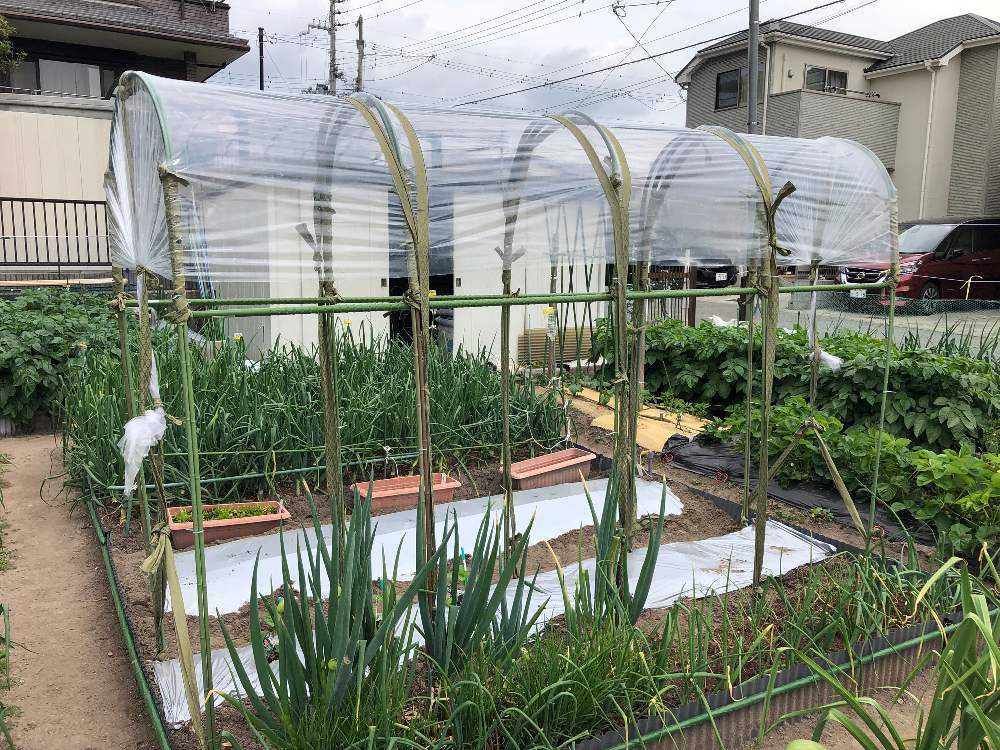 ピーマン 京ひかり 栽培日誌 Greensnap グリーンスナップ