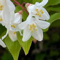 ウツギ,ヒメウツギ,花壇,ガーデニング,庭木の画像