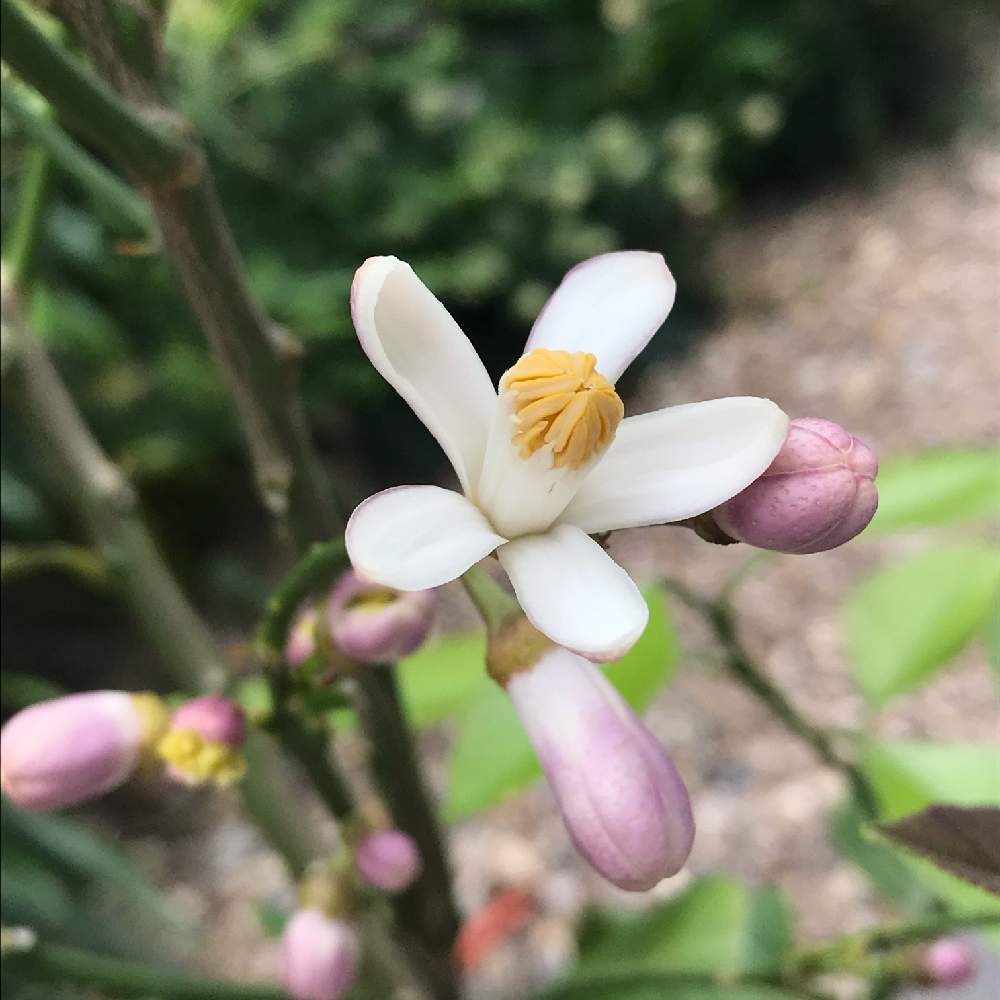 レモンの投稿画像 By みっちママさん 良い香りの花と庭木の花と果実のなる木 21月4月24日 Greensnap グリーンスナップ