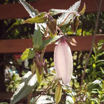 ベル型の花の投稿画像一覧 Greensnap グリーンスナップ