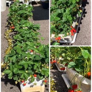 イチゴ,収穫,春野菜,ベランダ菜園,家庭菜園奮闘日記の画像