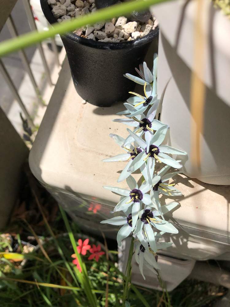 イキシアの投稿画像 By レポートを書き込んでいますさん イキシア ビリディフローラとアノマテカ ラクサ 姫檜扇 と水色の花と イキシア と南アフリカと青い花とチーム ブルーno 000と相談とケープバルブと秋植え球根と青い花マニアとチーム ブルーと球根植物と皆