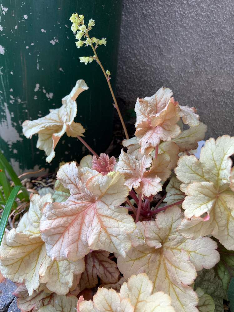 ヒューケラの投稿画像 By ぴーちゃん305さん ヒューケラ トパーズジャズとおうち園芸 21月4月24日 Greensnap グリーンスナップ