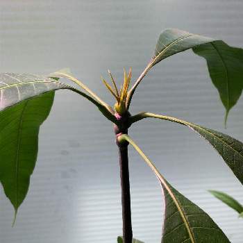 マンゴーの木の育て方 種から栽培できる 葉が枯れる理由は Greensnap グリーンスナップ
