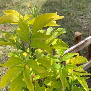 エルダーフラワー 西洋ニワトコ の育て方 挿し木の方法は 鉢植えでもok Greensnap グリーンスナップ