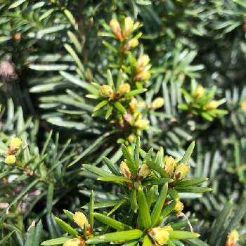 キャラボク 伽羅木 の投稿画像一覧 Greensnap グリーンスナップ