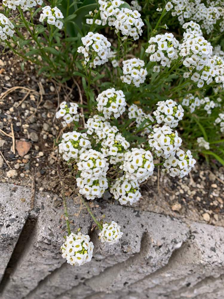 スイートアリッサム の投稿画像 By けんさん 21月4月24日 Greensnap グリーンスナップ