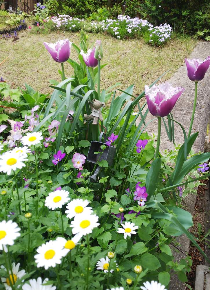 小さな庭の画像 by クッキーさん | 小さな庭と花のある暮らしとナチュラルガーデンに憧れとチューリップ  クミンズと小さなお庭と可愛いね♡