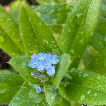 青い小さな花の投稿画像一覧 Greensnap グリーンスナップ 青い小さな花の投稿画像一覧 Greensnap グリーンスナップ