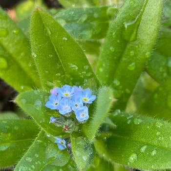 青い小さな花の投稿画像一覧 Greensnap グリーンスナップ