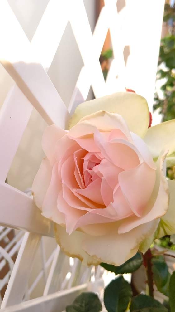 の画像 by さくらさん | ☆クロッシェとお花を楽しむとばら バラ 薔薇と河本麻記子と癒しとおうち園芸と河本ローズといい香りと可愛いと花のある暮らしとロザリアンとバラを楽しむ
