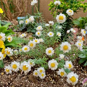 2021年4月に投稿した花の画像 by PT_yamahiroさん | 小さな庭とハナカンザシとスマホ撮影と我が家の花達と花壇とアップ写真とフラワーとマイガーデンとGS映えとおうち園芸と植中毒と我が家の花壇とお花畑    と我が家の庭と花好きとガーデニングと花のある暮らしと2021年4月に投稿した花とお花と白色の花とお花好き