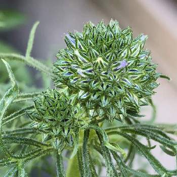 ギリア の投稿画像一覧 Greensnap グリーンスナップ