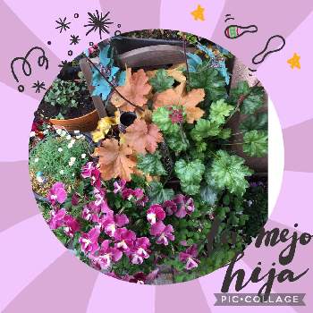 紫のパンジーの画像 by EMI tu CHI (えみっち)さん | 小さな庭とビオラ・パンジーとヒューケラ大好きと☆パンジーとヒューケラ寄せ植えと緑のある暮らしと花のある暮らしとヒューケラ♡と見てくれてありがとう♡と大好きビオラと紫のパンジー