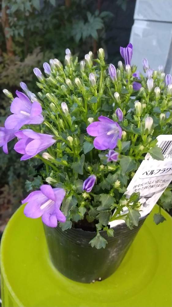 ベルフラワーの投稿画像 By あすかさん 21月4月24日 Greensnap グリーンスナップ