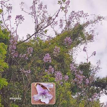 桐の花の投稿画像一覧|🍀GreenSnap(グリーンスナップ)