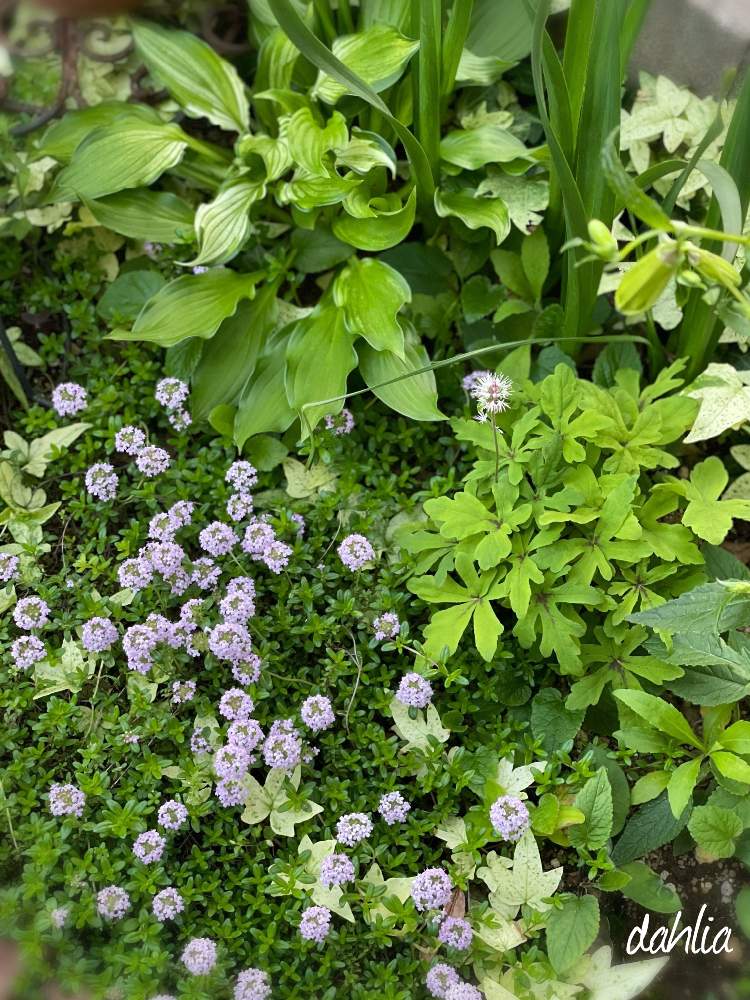 ギボウシの投稿画像 By Dahliaさん ティアレアとホタルブクロ 白花 二重咲きとクリーピング タイムと趣味の時間と半日陰 と山野草と春から初夏の花とナチュラルと日陰と庭のある暮らしとガーデニングと花のある暮らしといやされる 21月4月24日 Greensnap グリーン