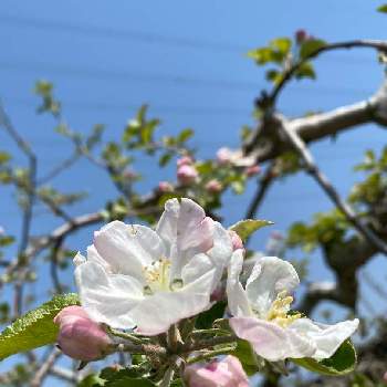 りんごの花の画像 by イリヤさん | 畑と散歩道にてと木に咲く花と花撮りと青空の下でと白い花とりんごの花とスマホ撮り