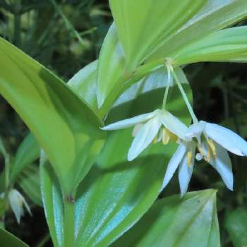 調布市野草園の投稿画像一覧 Greensnap グリーンスナップ