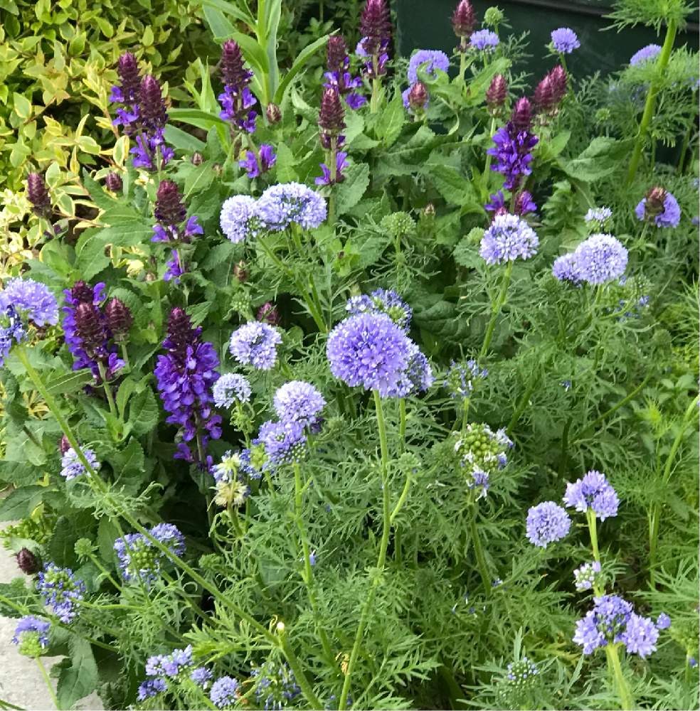 ギリア レプタンサの投稿画像 By やあさん サルビアと地植えともりもりと花のある暮らしとおうち園芸と地植えともりもりと花のある暮らしとおうち園芸 21月4月24日 Greensnap グリーンスナップ Greensnap グリーンスナップ