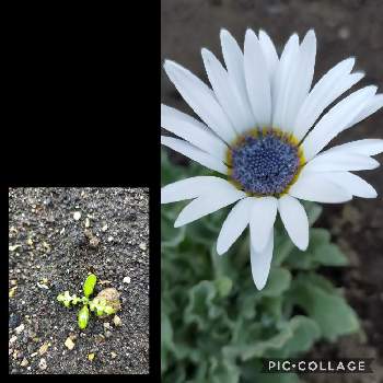 アークトチス グランディスの投稿画像一覧 Greensnap グリーンスナップ