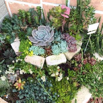 地植え花壇の投稿画像一覧 Greensnap グリーンスナップ