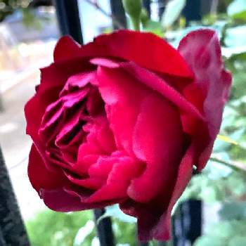 バラ＊フランシス・デュブリュイの画像 by あおぴーさん | 小さな庭とガーデニングとばら バラ 薔薇とバラ＊フランシス・デュブリュイと2021 GSでバラ園