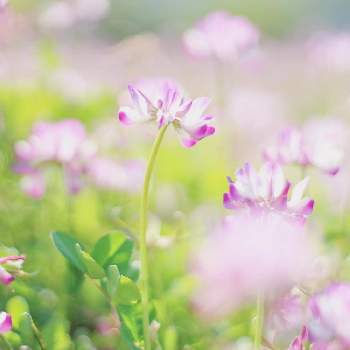 懐かしい花の画像 by toto*coさん | お出かけ先とレンゲと蓮華とcanonと近所の公園とお写んぽと癒しと懐かしい花と散歩とはるとお花好きと#写真好きと小さな幸せとふんわりとボケ好き