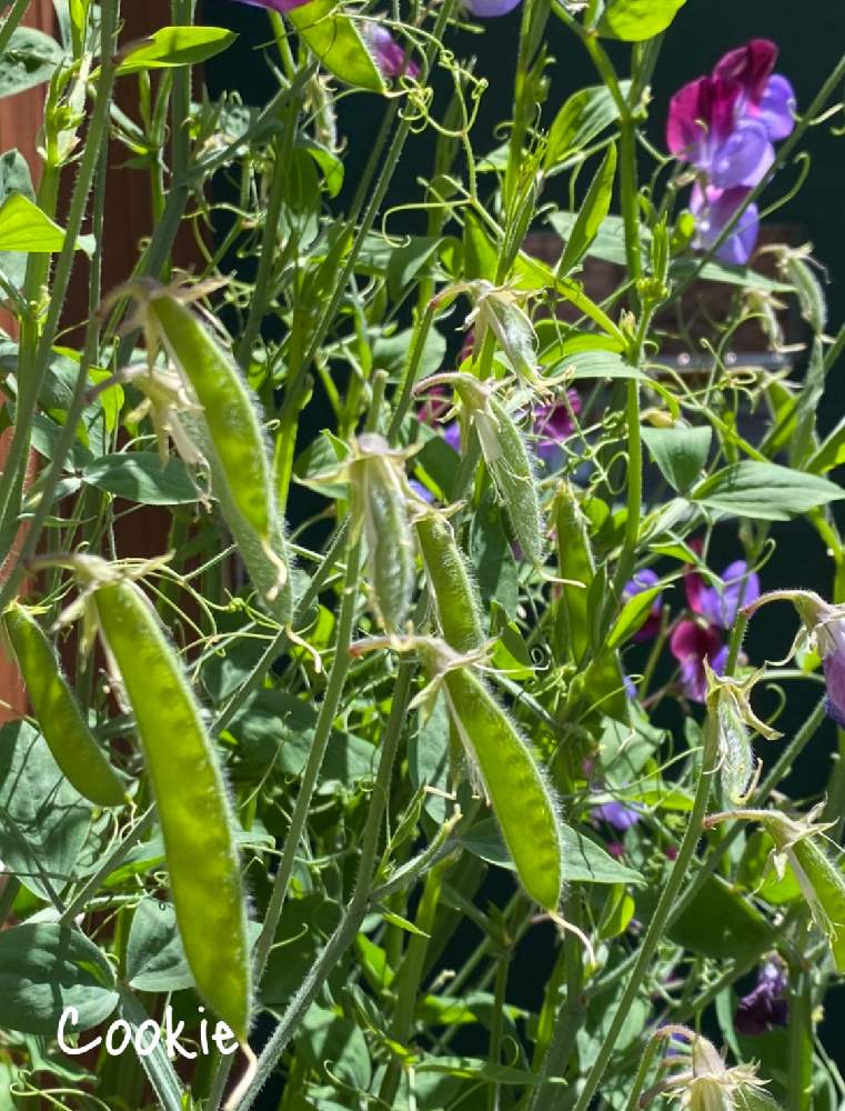 スイートピー マツカナの投稿画像 By Cookieさん 種からの幸せと4月と種からと春がきた とスイトピー と種から育てる といい香りとエントランスと種からの幸せと4月と種からと春がきた とスイトピー と種から育てる といい香り 21月4月24日 Greensnap