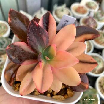 花筏錦 の投稿画像一覧 Greensnap グリーンスナップ