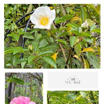 つるバラ サマースノーの画像 by ruiさん | 小さな庭とナニワイバラ開花とつるバラ サマースノーとばら バラ 薔薇と咲いてくれてありがとう❤とバラ好きと花のある暮らしとお花好き