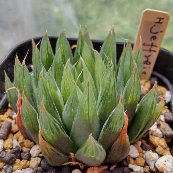 メデルの投稿画像一覧 Greensnap グリーンスナップ
