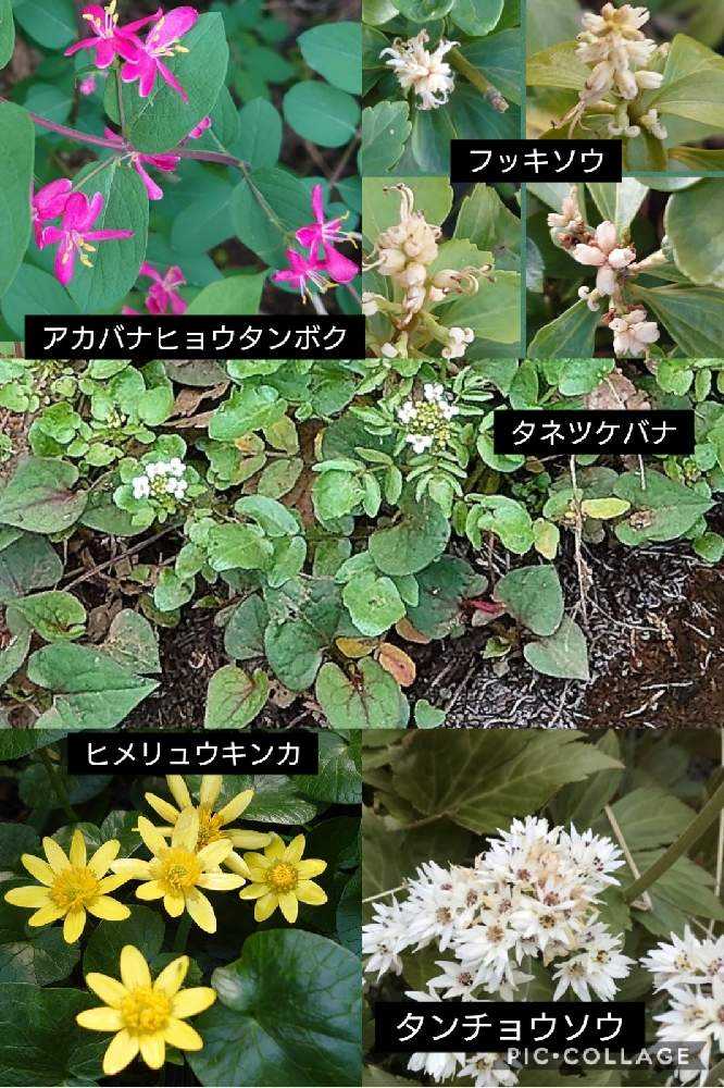 山野草♡【町田かたかごの森】【町田えびね苑】他｜🍀GreenSnap（グリーンスナップ）