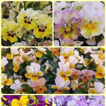 るっち*紫のお花✡️の画像 by るっちさん | 小さな庭とビオラ ミルフルとサンフラビトとるっち*紫のお花✡️とサンフラマニアとるっち*ﾋﾞﾀﾐﾝｶﾗｰとるっち*ﾊﾟﾝｼﾞｰﾋﾞｵﾗ