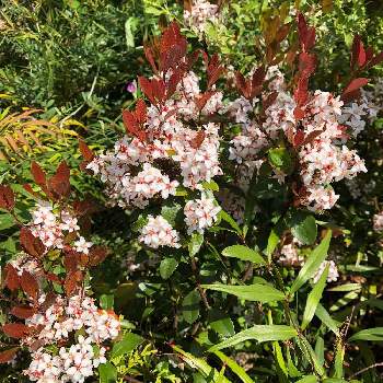 和名ベニカナメ 洋名レッドロビンの投稿画像一覧 Greensnap グリーンスナップ