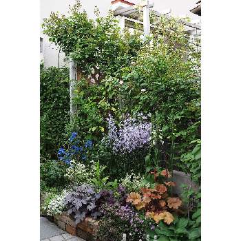 四月の箱庭の画像 by 我楽多さん | 小さな庭といつもの箱庭（メインの花壇）と四月の箱庭とOM-D E-M1ⅡとOLY 17mm F1.2