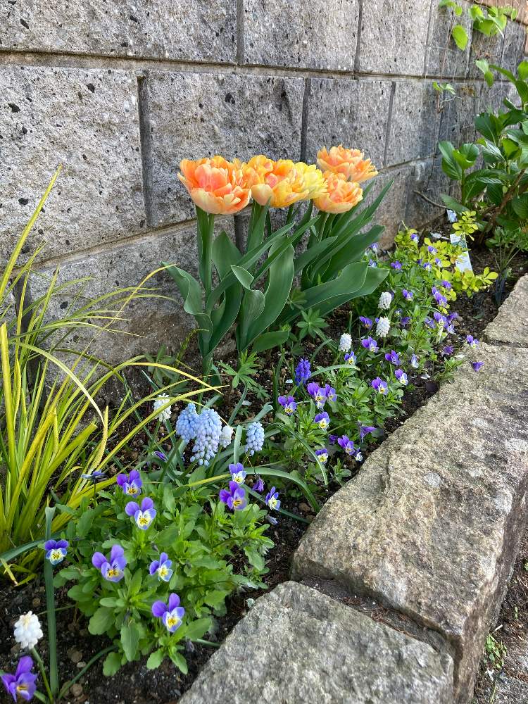 ムスカリの投稿画像 By ササっとさんさん 金メギ オーレアと極小輪 ビオラとチューリップ フォクシーフォックストロットと 秋植え球根2021 フォトコンテストとしめしめと小花会と予想外の展開と日陰と色いろいろと北側花壇とキュン死祭りとホビットの里を目指してと