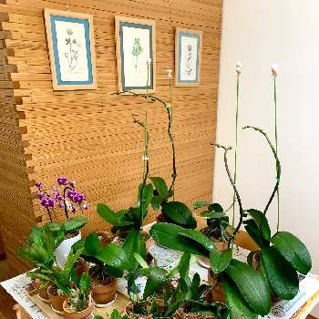 霧吹きの投稿画像一覧 Greensnap グリーンスナップ